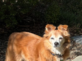 perry, best senior pet, healdsburg california