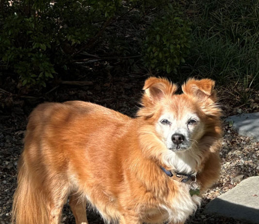 perry, best senior pet, healdsburg california