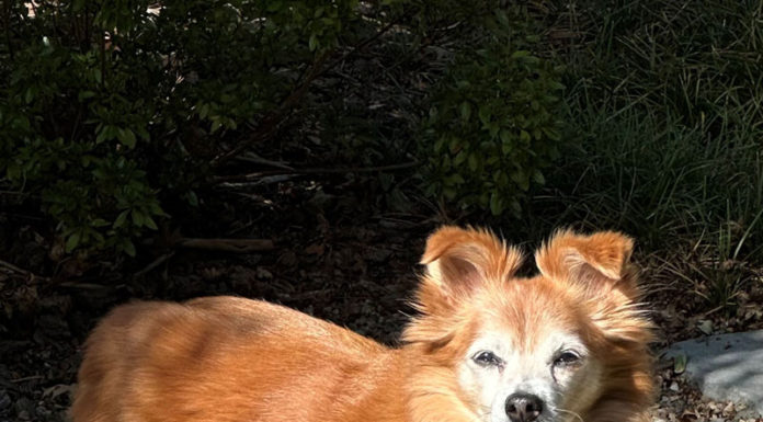 perry, best senior pet, healdsburg california