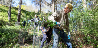 Clearing French broom from Fitch Mountain