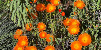 Red ice plant blooms