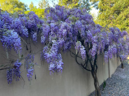 Wisteria flows over a wall