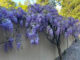 Wisteria flows over a wall