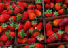 Fresh spring strawberries