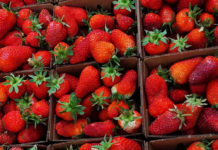 Fresh spring strawberries