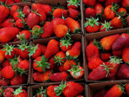 Fresh spring strawberries