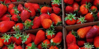 Fresh spring strawberries