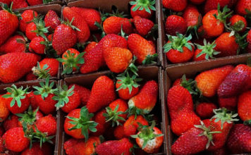 Fresh spring strawberries