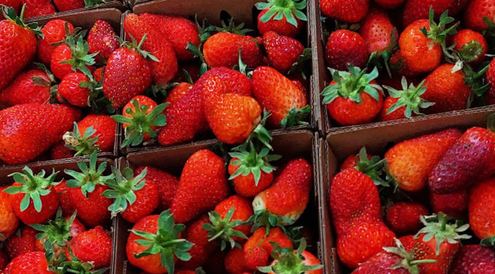 Fresh spring strawberries