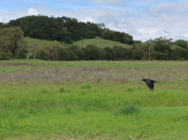 Behind the Delay of Fish Somersal Park Review Crow at site of future Laura Fish Somersal Park, north of Healdsburg.
