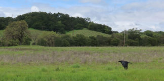 Crow at site of future Laura Fish Somersal Park, north of Healdsburg.