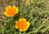 California poppies in bloom