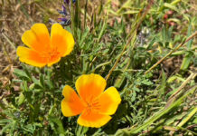 California poppies in bloom