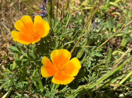 California poppies in bloom