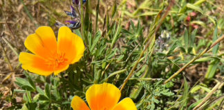 California poppies in bloom
