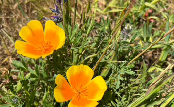 California poppies in bloom