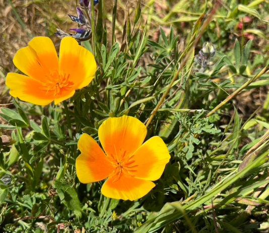 California poppies in bloom