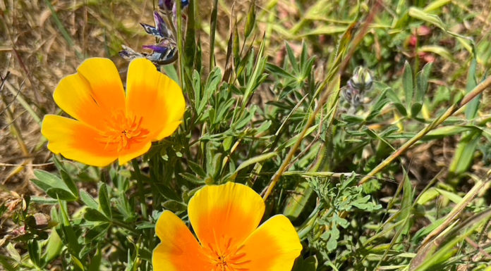 California poppies in bloom
