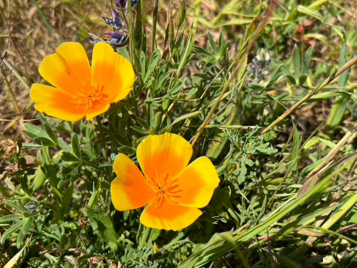 California poppies in bloom