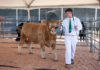 Nico Bartolomei at Healdsburg's FFA fair