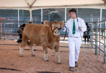 Nico Bartolomei at Healdsburg's FFA fair