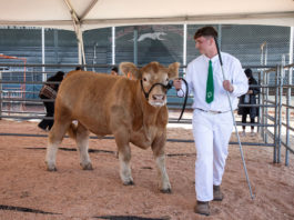 Nico Bartolomei at Healdsburg's FFA fair