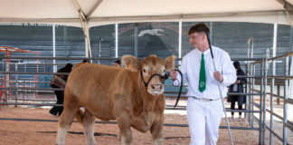 Nico Bartolomei at Healdsburg's FFA fair