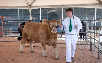 Nico Bartolomei at Healdsburg's FFA fair