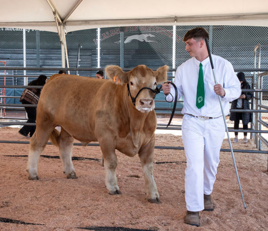Nico Bartolomei at Healdsburg's FFA fair