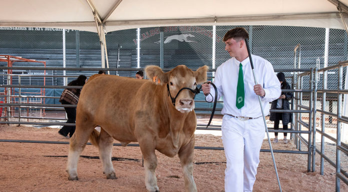 Nico Bartolomei at Healdsburg's FFA fair