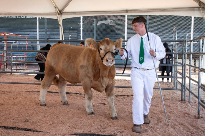 Nico Bartolomei at Healdsburg's FFA fair