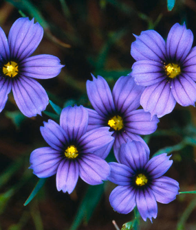Blue eyed grass