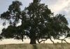 Valley oak