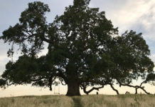 Valley oak