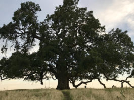 Valley oak