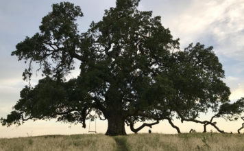 Valley oak