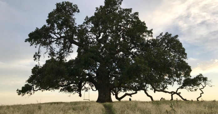 Valley oak