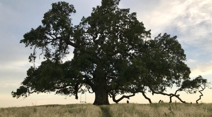 Valley oak