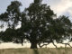 Valley oak