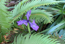 douglas iris