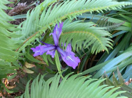 douglas iris