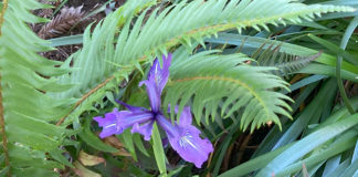douglas iris