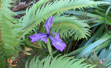 douglas iris