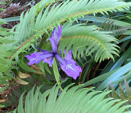 douglas iris