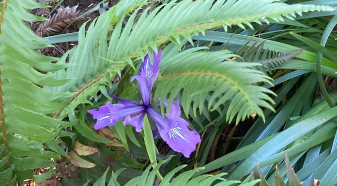douglas iris