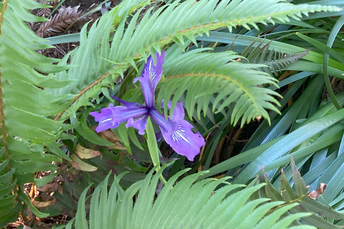 douglas iris
