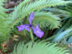 douglas iris