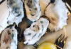 Oysters on a plate with lemon