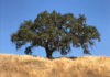 Valley oak in landscape