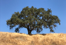 Valley oak in landscape
